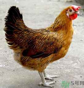 老母雞多少錢一斤？老母雞多少錢一只？