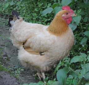 老母雞多少錢一斤？老母雞多少錢一只？