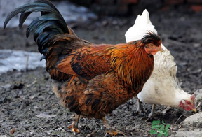 老母雞多少錢一斤？老母雞多少錢一只？