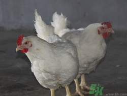 肉雞多少錢一斤？肉雞價格行情