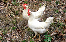 肉雞多少錢一斤？肉雞價格行情