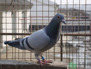 鴿子多少錢一只？鴿子多少錢一斤？