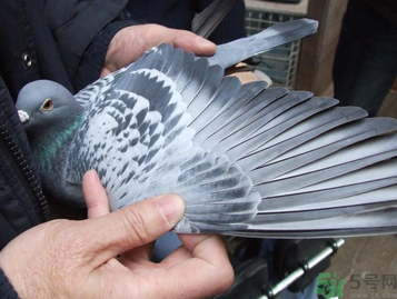 鴿子多少錢一只？鴿子多少錢一斤？