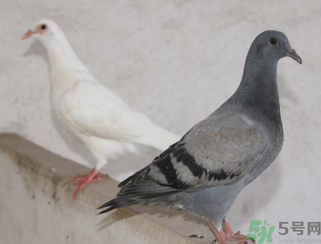 鴿子多少錢一只？鴿子多少錢一斤？