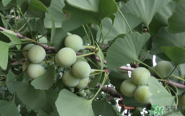 吃白果會(huì)中毒嗎？白果怎么吃不會(huì)中毒？