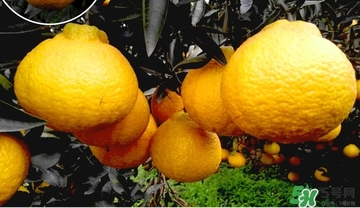 丑橘什么時(shí)候成熟？丑橘的功效