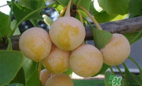 白果可以天天吃嗎？白果吃多了會怎么樣？