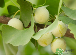 白果可以天天吃嗎？白果吃多了會怎么樣？