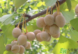 白果可以天天吃嗎？白果吃多了會怎么樣？