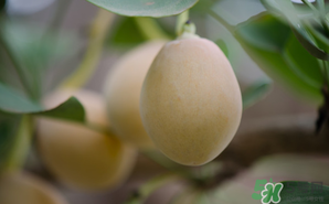 白果可以天天吃嗎？白果吃多了會怎么樣？