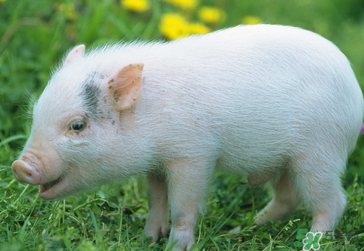 豬皮上的毛怎么去掉？豬皮上的毛能吃嗎？