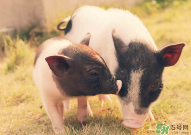 豬皮上的毛怎么去掉？豬皮上的毛能吃嗎？