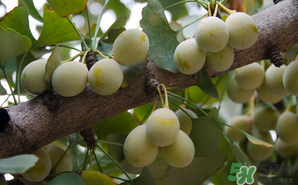 吃白果有什么好處和壞處？吃白果有什么作用？