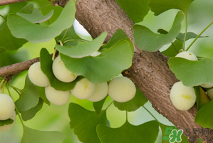 吃白果有什么好處和壞處？吃白果有什么作用？