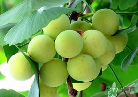 吃白果有什么好處和壞處？吃白果有什么作用？