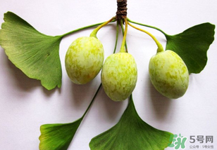 白果和銀杏果一樣嗎？白果是銀杏的果實(shí)嗎？