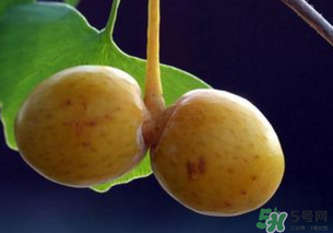 白果和銀杏果一樣嗎？白果是銀杏的果實(shí)嗎？