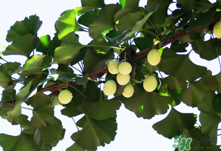 白果和銀杏果一樣嗎？白果是銀杏的果實(shí)嗎？