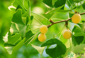 白果和銀杏果一樣嗎？白果是銀杏的果實(shí)嗎？