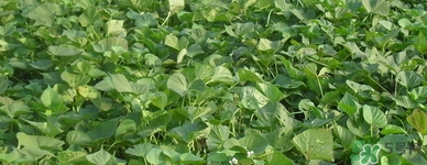 紅薯葉哺乳期可以吃嗎？紅薯葉產(chǎn)婦可以吃嗎？