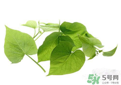 紅薯葉吃多了好嗎？紅薯葉吃多了會怎樣？