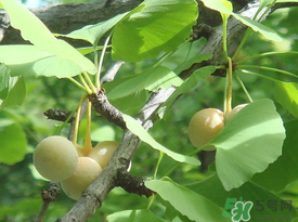 吃白果會(huì)過敏嗎？吃白果過敏了怎么辦？