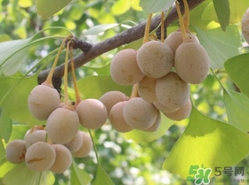 吃白果會(huì)過敏嗎？吃白果過敏了怎么辦？