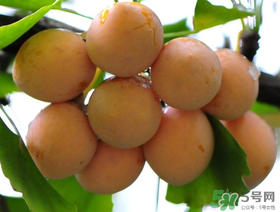 吃白果會(huì)過敏嗎？吃白果過敏了怎么辦？