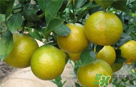 皇帝柑的營養(yǎng)價值 皇帝柑的功效與作用 皇帝柑的營養(yǎng)價值 皇帝柑的功效與作用