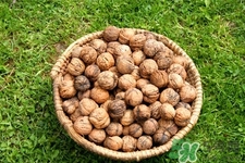 膽結(jié)石能吃核桃嗎？吃核桃能治膽結(jié)石嗎？