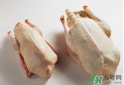 鴨肉可以放冰箱嗎？鴨肉放冰箱能保鮮多久？