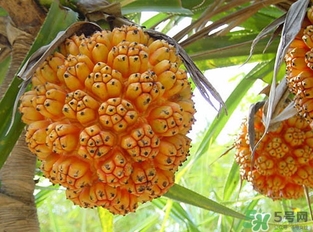 露兜果怎么吃？露兜果的功效作用