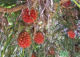 露兜果怎么吃？露兜果的功效作用