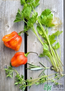 阿奇果怎么吃？阿奇果的功效作用