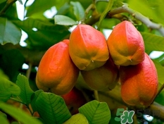 阿奇果怎么吃？阿奇果的功效作用