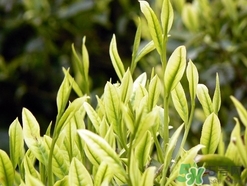 孕婦可以喝白茶嗎?孕婦喝白茶好嗎 孕婦可以喝白茶嗎?孕婦喝白茶好嗎