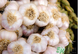 2017年大蒜多少錢一斤？2017年大蒜價格預測