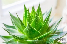 蘆薈能治濕疹嗎?濕疹用蘆薈擦可以嗎? 蘆薈能治濕疹嗎?濕疹用蘆薈擦可以嗎?