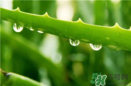 蘆薈能治濕疹嗎?濕疹用蘆薈擦可以嗎? 蘆薈能治濕疹嗎?濕疹用蘆薈擦可以嗎?