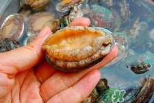 吃鮑魚(yú)要注意些什么？吃鮑魚(yú)會(huì)過(guò)敏嗎？