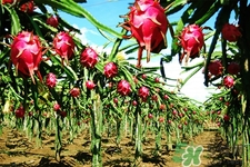 火龍果什么時(shí)間吃最好？火龍果飯前吃還是飯后吃好？