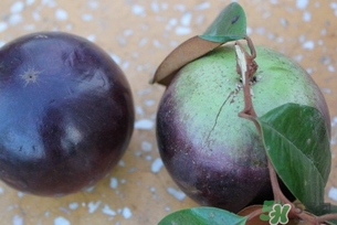 牛奶果怎么吃？牛奶果的功效與作用