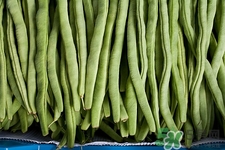 豇豆和豆角一樣嗎?豇豆和豆角的區(qū)別 豇豆和豆角一樣嗎?豇豆和豆角的區(qū)別
