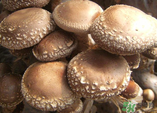 吃香菇有什么好處？吃香菇有什么壞處？