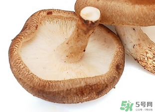 香菇根能吃嗎？香菇的根可以吃嗎？