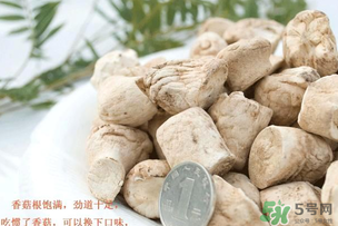 香菇根能吃嗎？香菇的根可以吃嗎？
