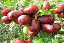 紅棗木瓜湯怎么做好吃？吃紅棗木瓜湯有什么作用？