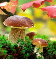 牛肝菌的營養(yǎng)價值 牛肝菌的功效與作用