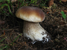 牛肝菌的營養(yǎng)價值 牛肝菌的功效與作用