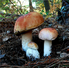 牛肝菌的營養(yǎng)價值 牛肝菌的功效與作用